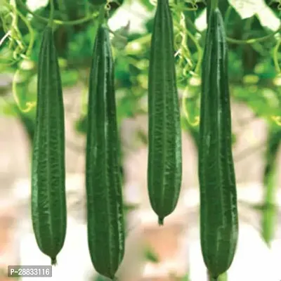 Baishnab RIDGE GOURD SEED 50 ps ft Ridge Gourd Seeds   Variety Jaipur Long50PIECE