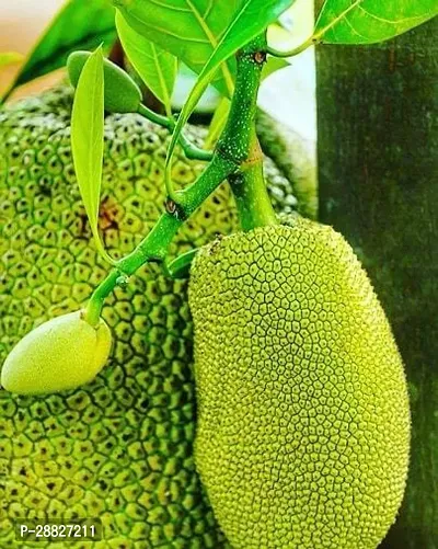 Baishnab  JackfruitKathal Live Plant CF0291113 J