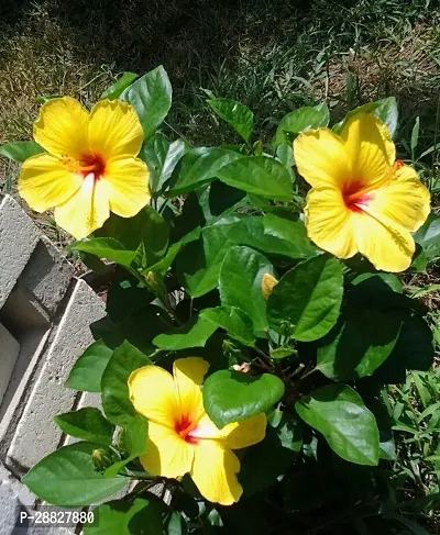 Baishnab  Hibiscus Yellow Plant CF05612211 Hibisc-thumb0