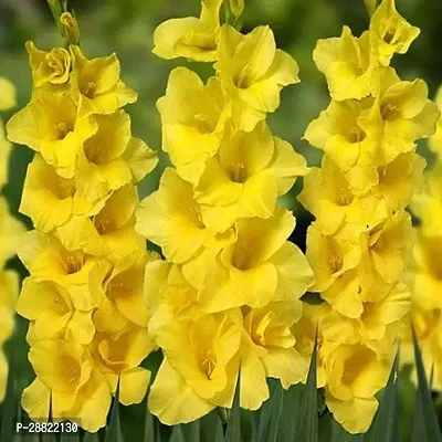 Baishnab  Gladiolus Yellow Pink Plant CFA263 Gla