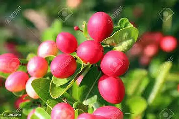 Baishnab  kormocha Cherry Fruit Plant