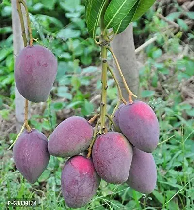 Baishnab  Gulab Khass Live Grafted Mango Plant CF 1-thumb0