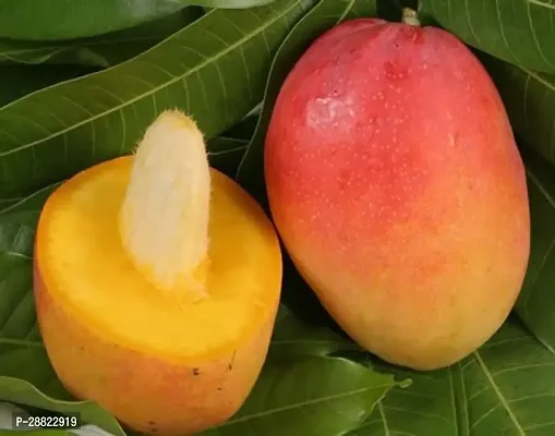 Baishnab  Gulab Khass Live Grafted Mango Plant CF13-thumb0