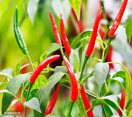 Baishnab Chili seed r 150psCW27 CHILLI MIRCHI HYBRID SEED150PIECE-thumb0