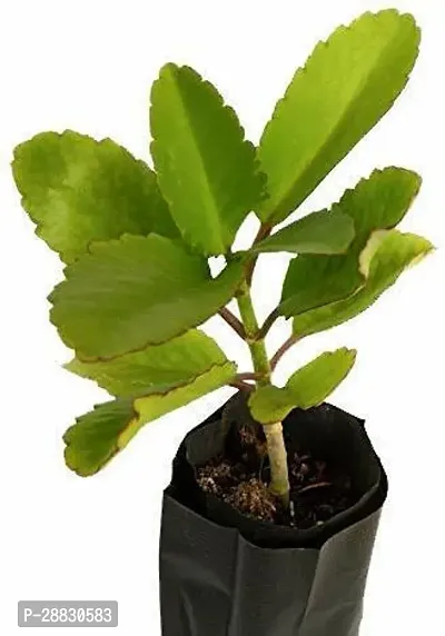 Baishnab  HybridPatharchatta1 Bryophyllum Pinnatum-thumb0