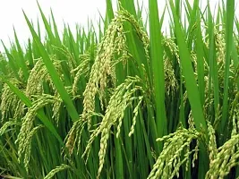 Baishnab basmati paddy seeds 500gm asA2021AN11PIECE-thumb1