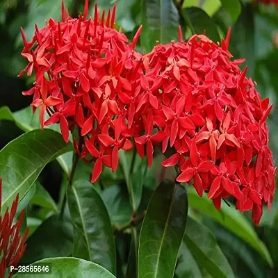 Baishnab Ixora Plant IXORA PLANT XO-thumb0