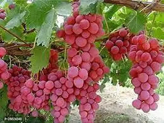 Baishnab  grapes fruit live plant az0300 Grapes P-thumb0