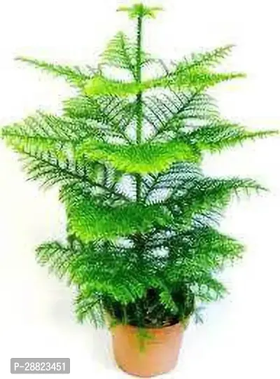 Baishnab  Christmas tree plant CFO75 Christmas T