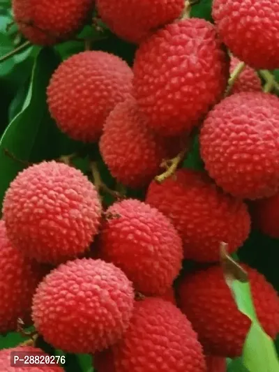 Baishnab  Litchi59 Litchi Plant-thumb0