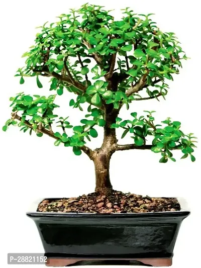 Baishnab  JASS01 Jade Plant