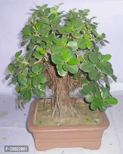 Baishnab  FicusChines Banya Bot Plant Ficus Bonsai