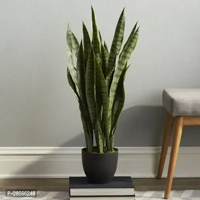 Baishnab Snake Plant Air Purifier Snake Plant Pot Included Live Plant-thumb3