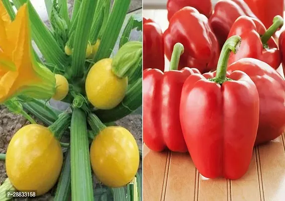 Baishnab capsicum seed fffbn Zucchini Round Yellow and Capsicum Red Seeds50  Seeds50PIECE