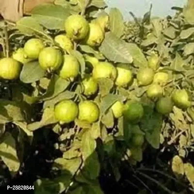 Baishnab  Guinea Guava Plant Guava Plant