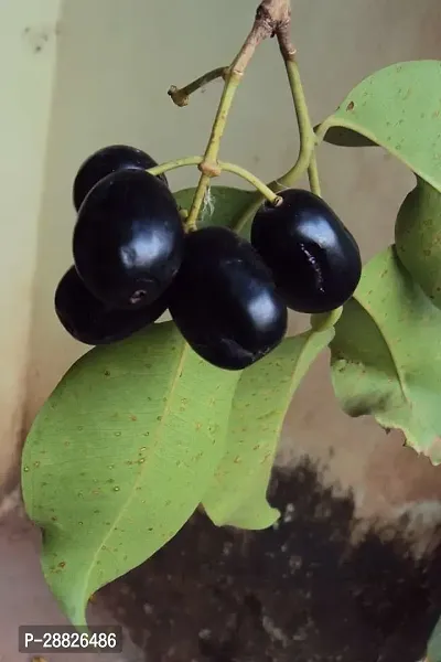 Baishnab  Grafted Ashada Jamun Live Plant CF67N3