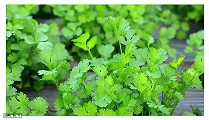 Baishnab Earth Seeds P213Coriander261000PIECE-thumb0