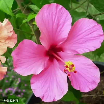 Baishnab  Hibiscus Pink CF20311 Hibiscus Plant-thumb0