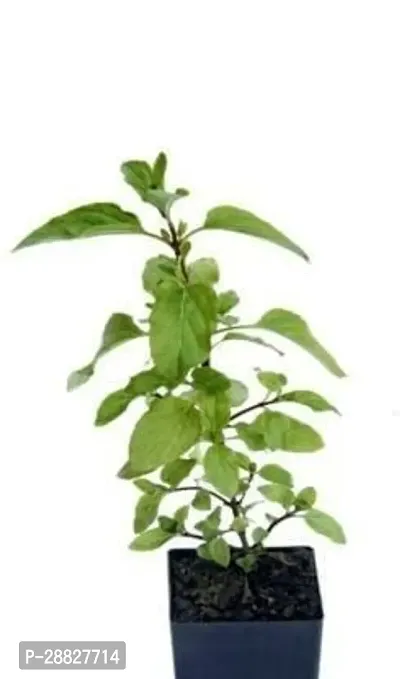 Baishnab  Live Shayama Tulsi Plant Tulsi Plant-thumb0