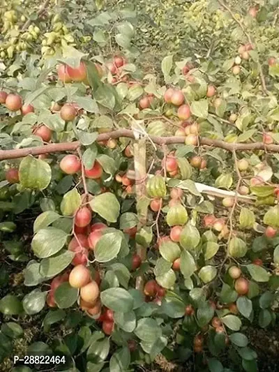 Baishnab  Thai Green Apple ber Plant CF053 Ber Ap-thumb0