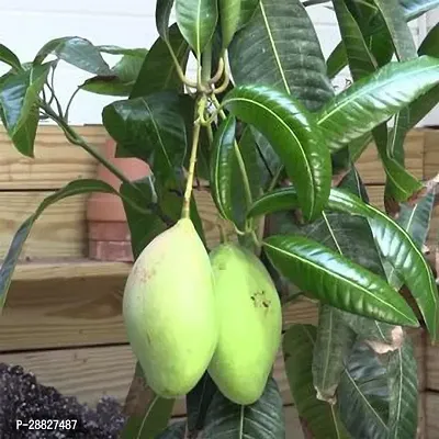 Baishnab  GSDLANTOJ965 Mango Plant-thumb0