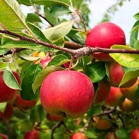 Baishnab Apple Plant Live Red Apple Plant Grafted-thumb1