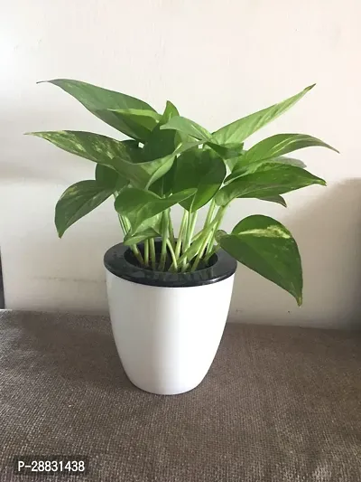 Baishnab  Plant with pot 40 Money Plant-thumb0