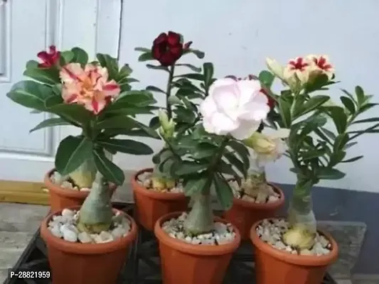 Baishnab  Air Layered Adenium  Desert Roses Mix Co