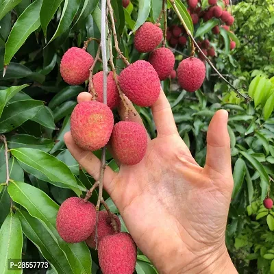 Baishnab Litchi Plant Indian Rose Scented Dwarf Grafted Sweet Tasty Hybrid Litchi Plant. Pack of 1.-thumb0