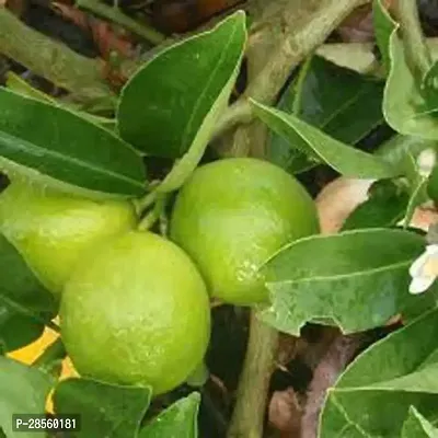 Baishnab Lemon Plant Lemon72-thumb0