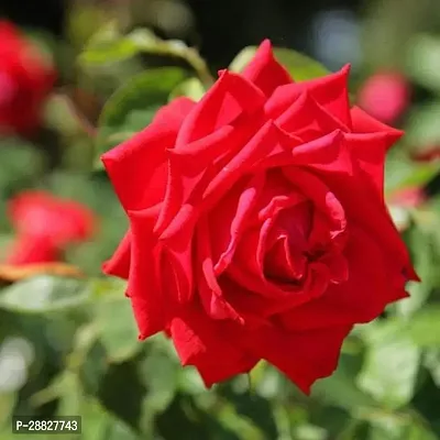 Baishnab  Gladiator Red Rose  Plant Rose Plant-thumb0