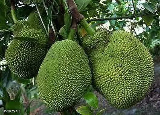 Baishnab  NS1 Jackfruit Jack Fruit Plant-thumb0