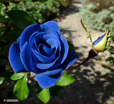 Baishnab  Unique Blue Rose Plant CF8004611 Rose P