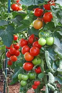 Baishnab Toma seed gt 50psTomatoes Seeds Pack of 50 seeds50PIECE-thumb1