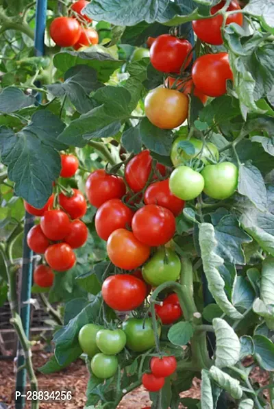 Baishnab Toma seed gt 50psTomatoes Seeds Pack of 50 seeds50PIECE-thumb2