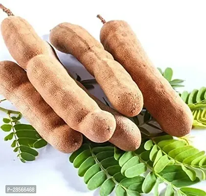 Baishnab Tamarind Plant Tamarind Thai Sweet Variety Imli Fruit Grafted Live Plant (1-1.5 Ft Size) Pack of 1 Healthy Plant CF1567-thumb3