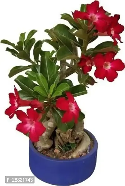 Baishnab  Dream adenium Adenium Plant