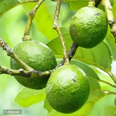 Baishnab  Avocado Plants Live PlantCF15 Avocado P-thumb0