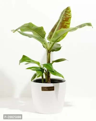 Baishnab  bbkk11 Banana Plant