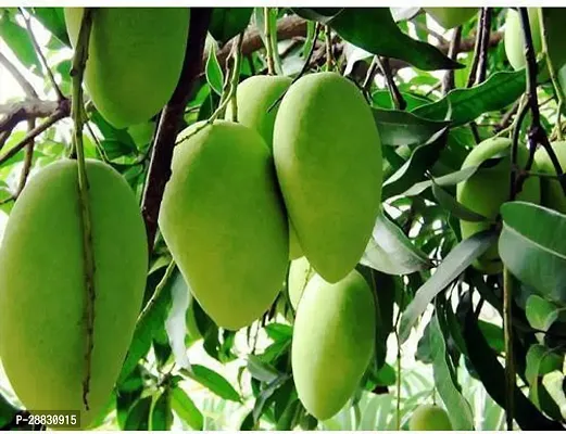 Baishnab  Chausa Mangoes From Uttar Pradesh plant M-thumb0