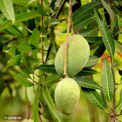 Baishnab Mango Plant Baishnab mango plant