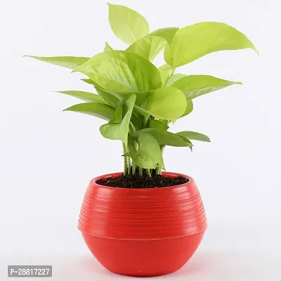 Baishnab  Money plant 47 Money Plant-thumb0