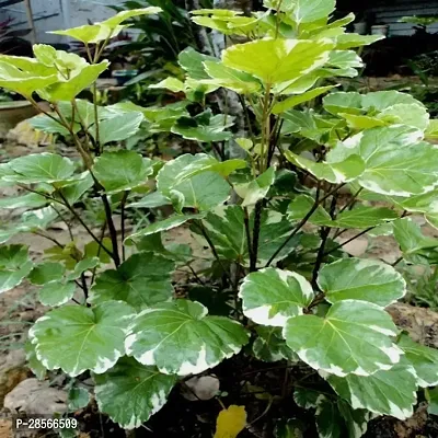 Baishnab Aralia Plant aralia plant 949-thumb0