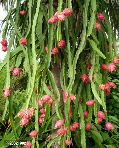 Baishnab  DRAGON PLANT 08 Dragon Tree