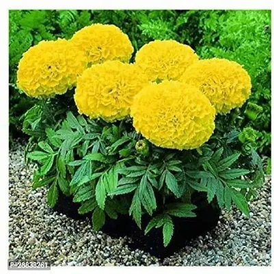 Baishnab merigold plantrM Marigold Yellow88140PIECE-thumb0