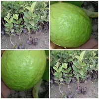 Baishnab Guava Plant VNR GAUVA-thumb1