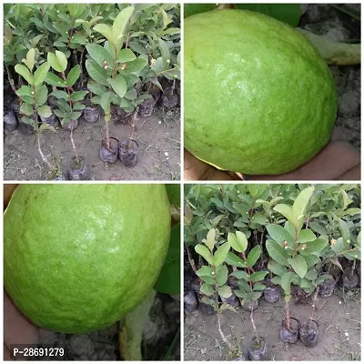 Baishnab Guava Plant VNR GAUVA-thumb2