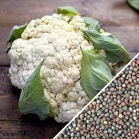 Baishnab cauli sed 100 ps jjCauliflower F1 Hybrid Gobhi Seeds For Planting Seeds Gd5811000PIECE-thumb1