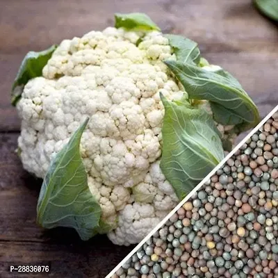 Baishnab cauli sed 100 ps jjCauliflower F1 Hybrid Gobhi Seeds For Planting Seeds Gd5811000PIECE-thumb2