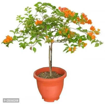 Baishnab Baugainvillea Plant Bougainvillea Plant Kagaj Flower Live Plant FP811-thumb0